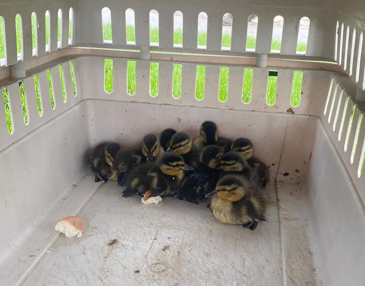 Officers Rescue Ducklings Trapped In Storm Drain - Post Journal
